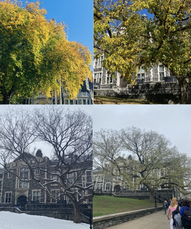 Tree Throughout the Seasons
